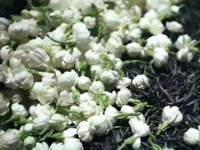 喝茶治口臭嗎，什么茶治口臭好？