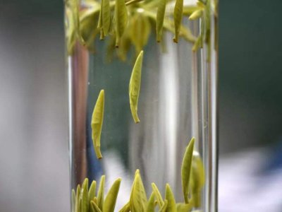 茶葉的專業(yè)知識，關(guān)于茶的基本知識大全