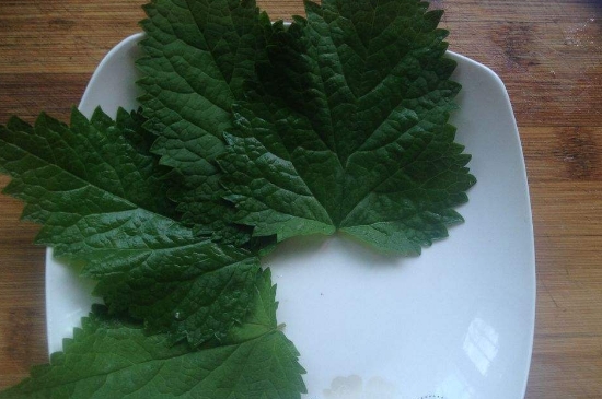 薄荷茶的功效與作用，喝薄荷茶有什么好處？