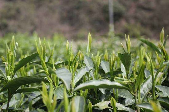 喝黃金茶禁忌，什么人不能喝黃金芽茶？