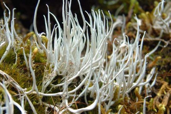 麗江雪茶的禁忌，白雪茶的副作用