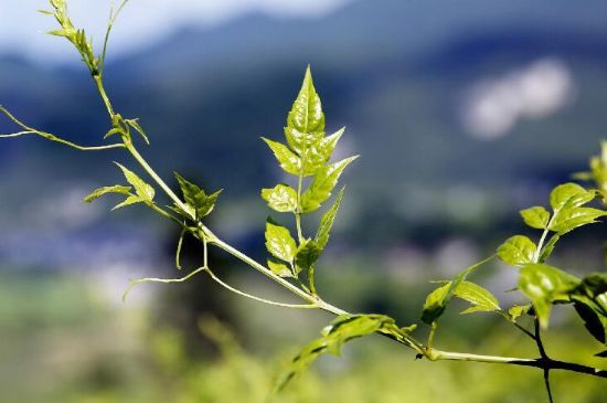 莓茶為什么先苦后甜回甘，莓茶口感怎么樣？