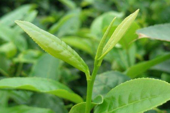 最耐泡的茶葉排名，什么茶葉經(jīng)久耐泡？