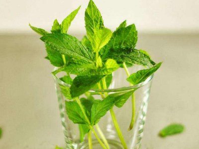 喝茶治口臭嗎，什么茶治口臭好？