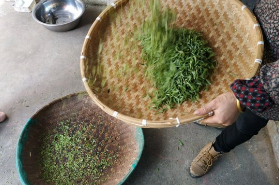 炒青茶為什么便宜，炒青綠茶好喝嗎？