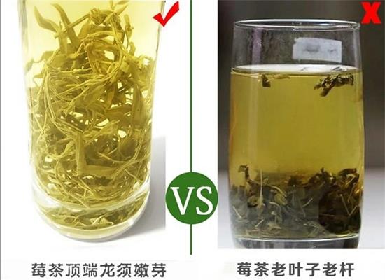 張家界茅巖莓茶與藤茶是同一種茶嗎，藤茶跟莓茶一不一樣？