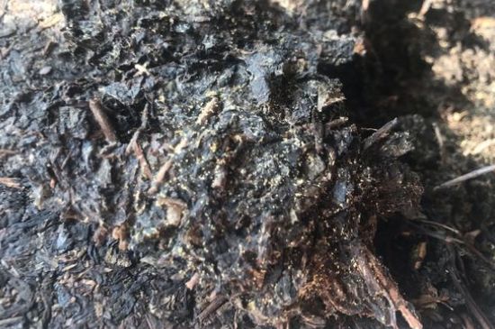 茯茶可以放在冰箱里存放嗎，茯磚茶如何儲(chǔ)存？