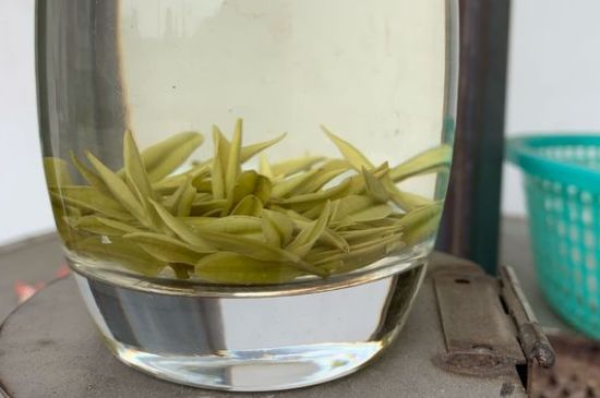 安吉白茶耐寒嗎，白茶適合放冰箱嗎