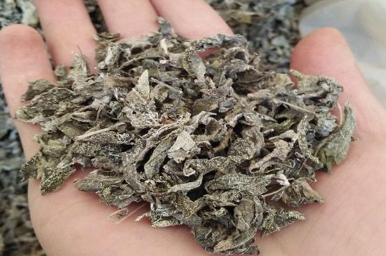 張家界莓茶真假對(duì)比，野生莓茶的鑒別方法