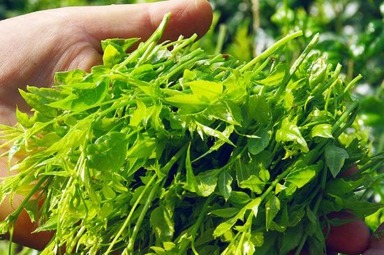 茅巖莓茶別名是什么，莓茶別名叫藤茶嗎？