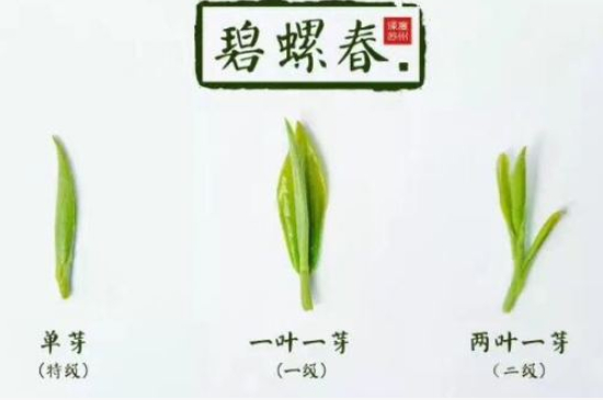 真假碧螺春泡水后區(qū)別，蘇州洞庭碧螺春怎樣鑒別好壞？