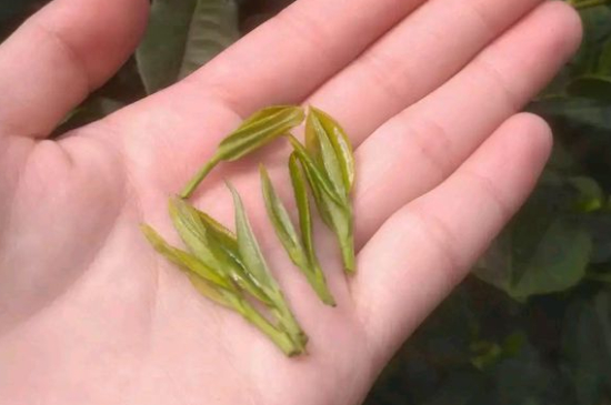 炒青茶為什么便宜，炒青綠茶好喝嗎？