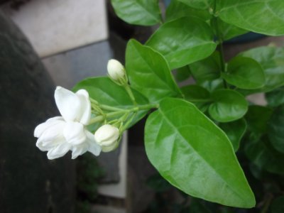 茉莉和什么一起泡最好，茉莉茶有幾種搭配？