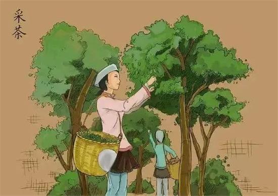 制茶八步驟，制茶工藝流程圖