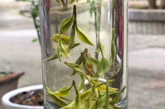 蒸汽煮茶器適合什么茶，蒸汽煮茶器適合用綠茶嗎？