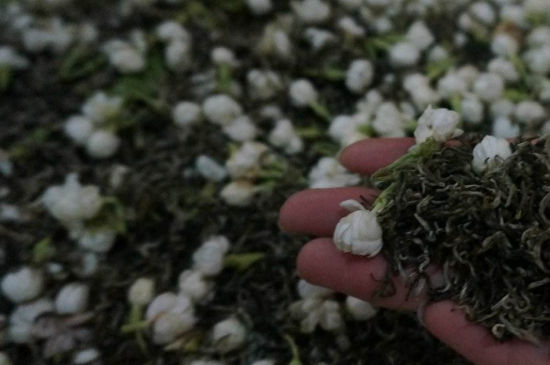 茉莉茶的種類和等級(jí)，茉莉花茶的分類