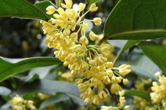 干桂花茶的制作方法，怎樣自制桂花茶？