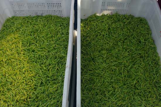 什么茶葉適合用蒸茶器，什么茶可以蒸