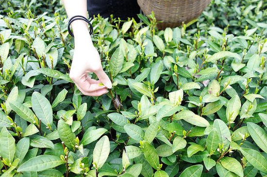 采茶的方法與步驟，如何正確采摘茶葉？