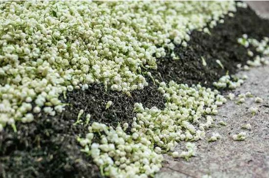 茉莉茶葉的功效與禁忌，什么人不適合喝茉莉花茶？