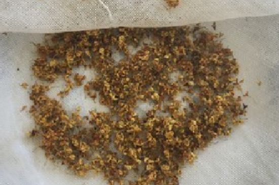 干桂花茶的制作方法，怎樣自制桂花茶？