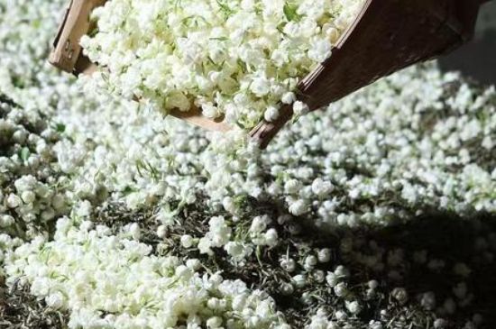 茉莉茶葉的功效與禁忌，什么人不適合喝茉莉花茶？