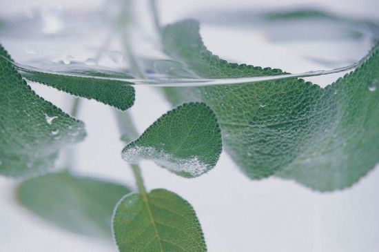 薄荷葉茶怎么制作，薄荷如何做成干茶葉