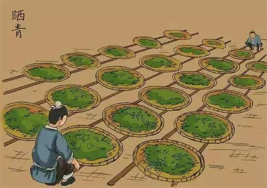制茶八步驟，制茶工藝流程圖