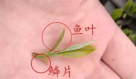 摘茶葉最快的方法，采摘茶葉怎么才能快？