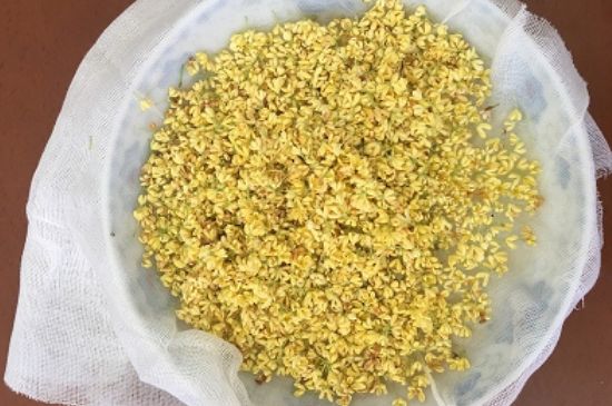 干桂花茶的制作方法，怎樣自制桂花茶？