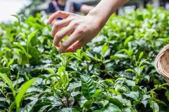 綠茶加工工藝流程圖，綠茶的加工制作包含哪幾個步驟？