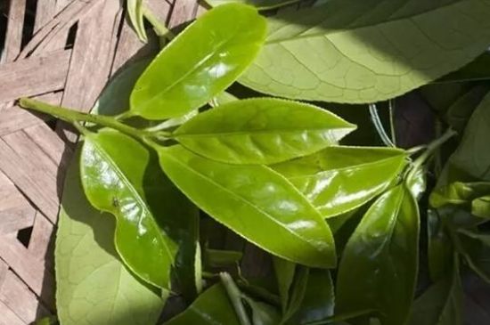 鴨屎香茶哪些人不能飲，什么人不能喝鴨屎香