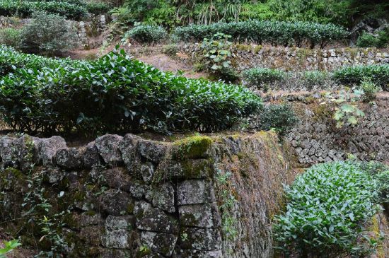 拼配的馬頭巖肉桂，還配叫馬肉嗎？請叫它“馬頭巖大紅袍”