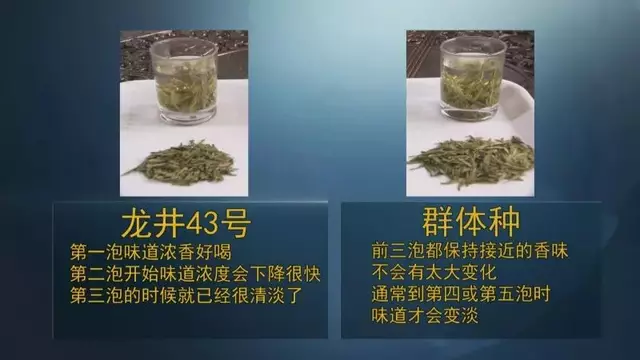 龍井群體種和43號的區(qū)別圖片，龍井43和群體種哪個好喝？