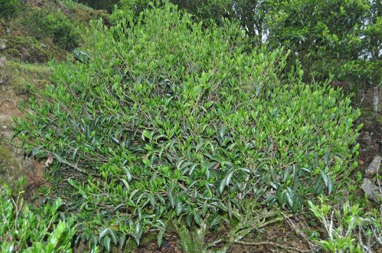 肉桂茶屬于紅茶嗎，牛欄坑肉桂是紅茶還是綠茶？