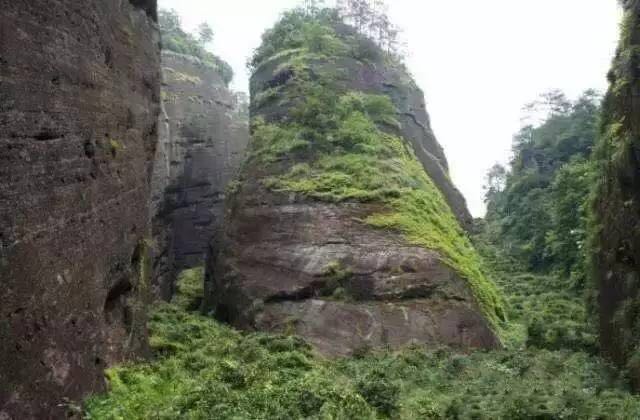 武夷山為什么盛產(chǎn)茶葉，武夷山茶為什么好喝？