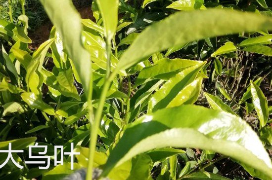 鴨屎香和大烏葉是同一種茶葉嗎，單叢大烏葉和鴨屎香有什么區(qū)別？