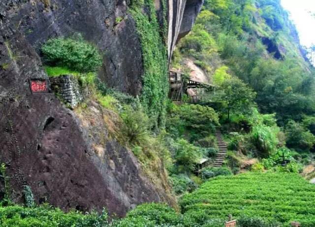 武夷山為什么盛產(chǎn)茶葉，武夷山茶為什么好喝？