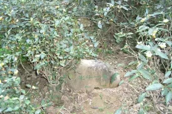 母樹大紅袍給誰喝了，為什么母樹大紅袍叫三棵六株？