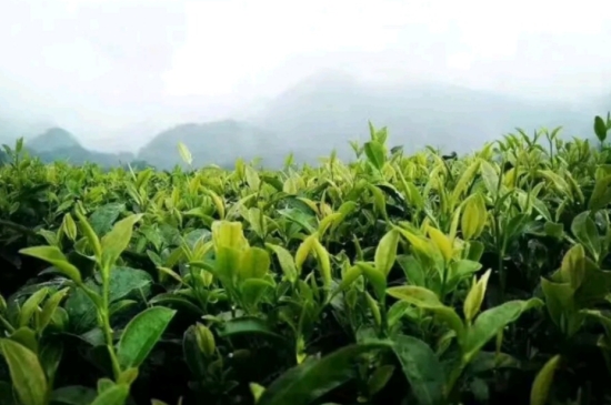 一天3杯紅茶抗癌，常飲紅茶對(duì)身體有好處！