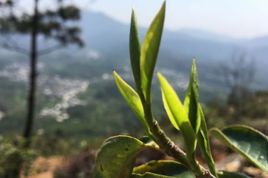 鳳凰單樅什么人不能喝，哪些人不能飲單叢茶