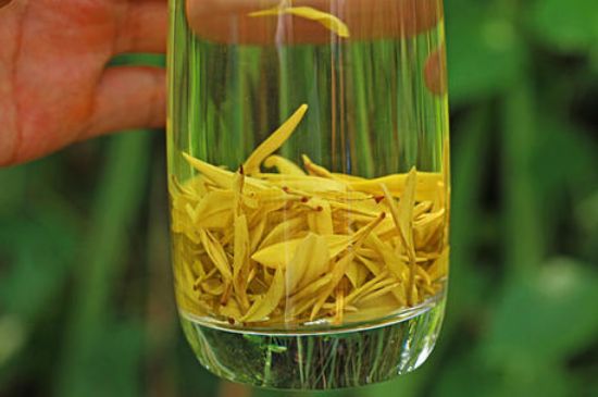 茶中奇葩黃金芽，安吉白茶中黃金芽的特點