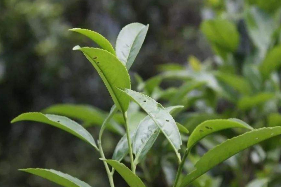 單叢茶十大香型以及常見品種大全，潮安鳳凰單樅十大名香歸類