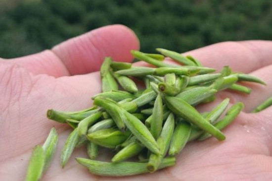 什么綠茶茶葉唇齒留香，哪個品種綠茶香氣好？