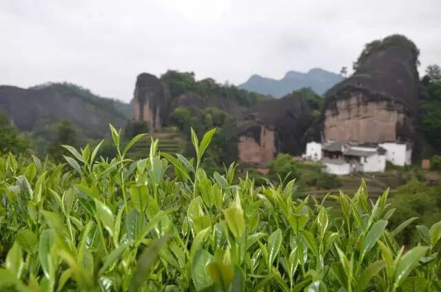 武夷山為什么盛產(chǎn)茶葉，武夷山茶為什么好喝？