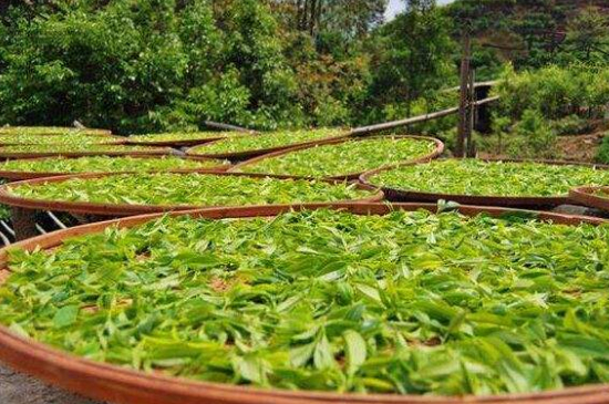 單叢茶十大香型以及常見品種大全，潮安鳳凰單樅十大名香歸類