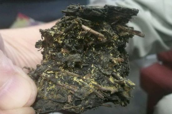 伏茶里的金花是黃曲霉素嗎，金花茯茶里的是什么菌