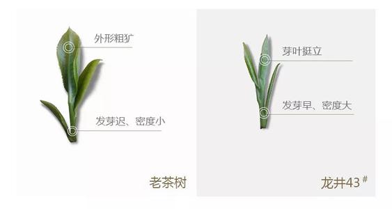 43號(hào)龍井屬于好茶嗎，龍井茶43號(hào)是什么意思？
