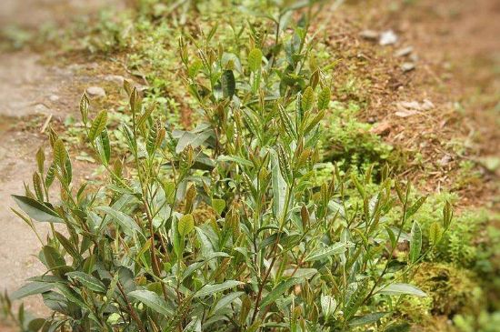 大紅袍四大品種有哪些，大紅袍的種類和著名品種特點介紹