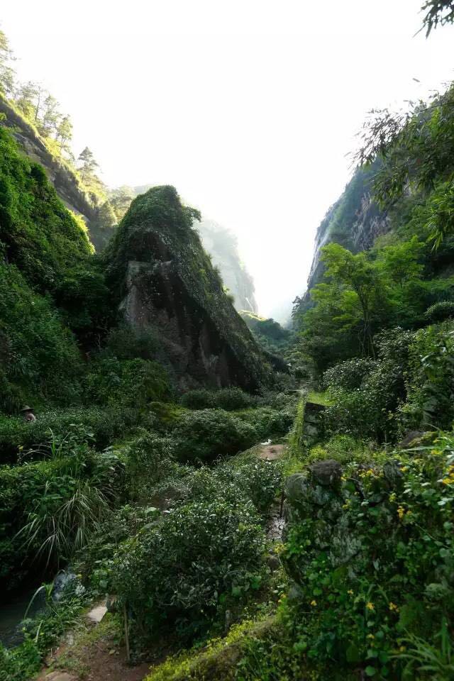 武夷山為什么盛產(chǎn)茶葉，武夷山茶為什么好喝？